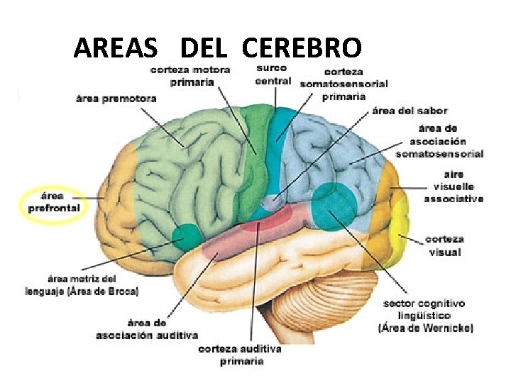 AREAS DEL CEREBRO 