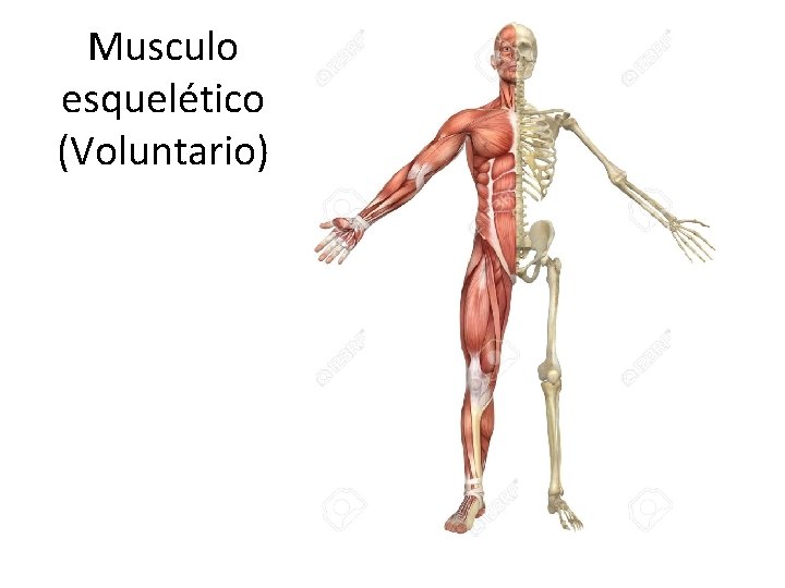 Musculo esquelético (Voluntario) 