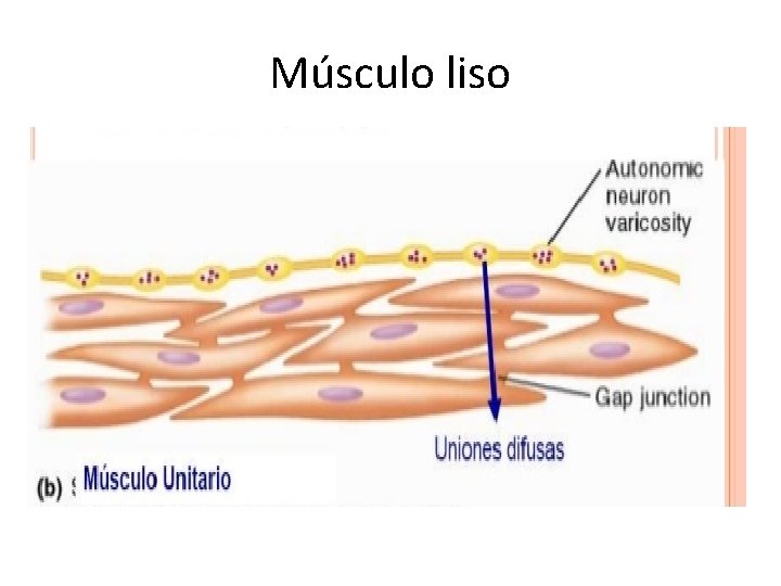 Músculo liso 