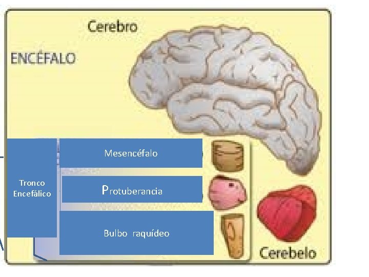 Mesencéfalo Tronco Encefálico Protuberancia Bulbo raquídeo 