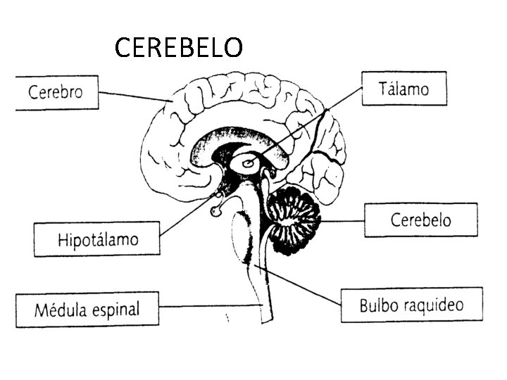 CEREBELO 