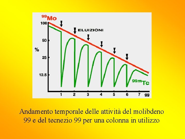 Andamento temporale delle attività del molibdeno 99 e del tecnezio 99 per una colonna