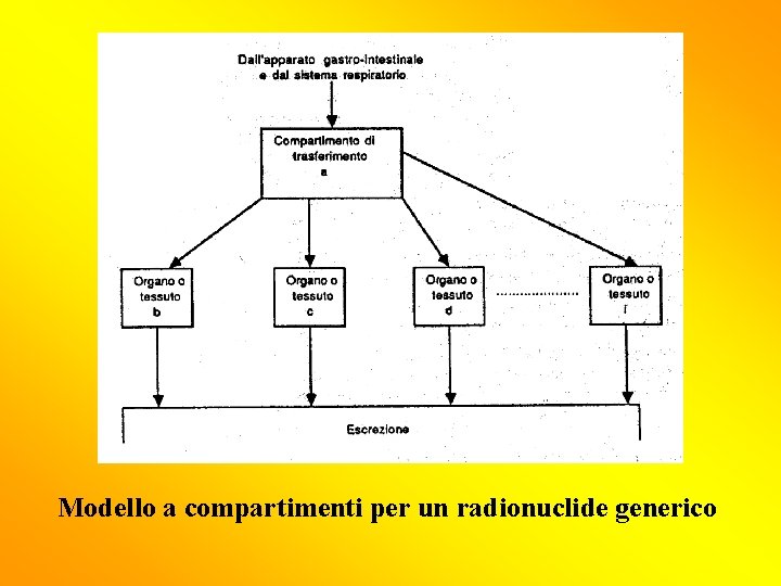 Modello a compartimenti per un radionuclide generico 