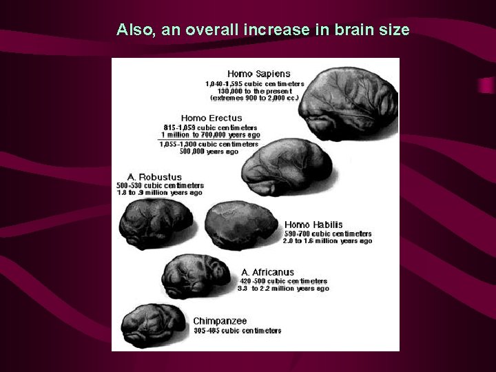 Also, an overall increase in brain size 