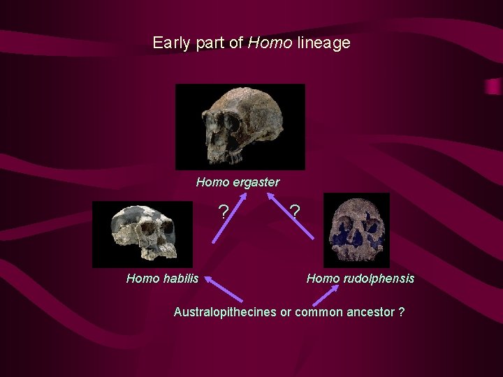 Early part of Homo lineage Homo ergaster ? Homo habilis ? Homo rudolphensis Australopithecines