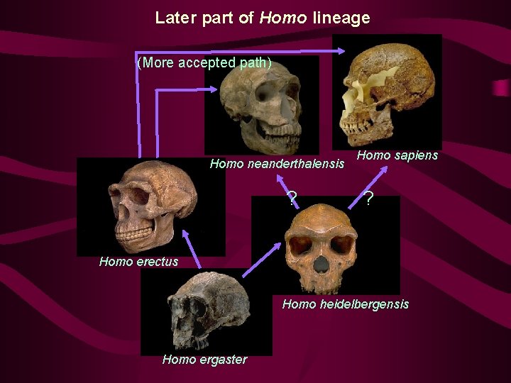 Later part of Homo lineage (More accepted path) Homo neanderthalensis ? Homo sapiens ?