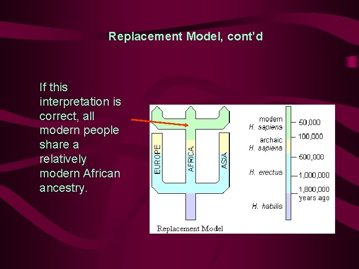Replacement Model, cont’d If this interpretation is correct, all modern people share a relatively