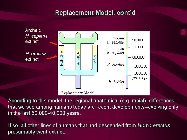 Replacement Model, cont’d Archaic H. sapiens extinct H. erectus extinct According to this model,