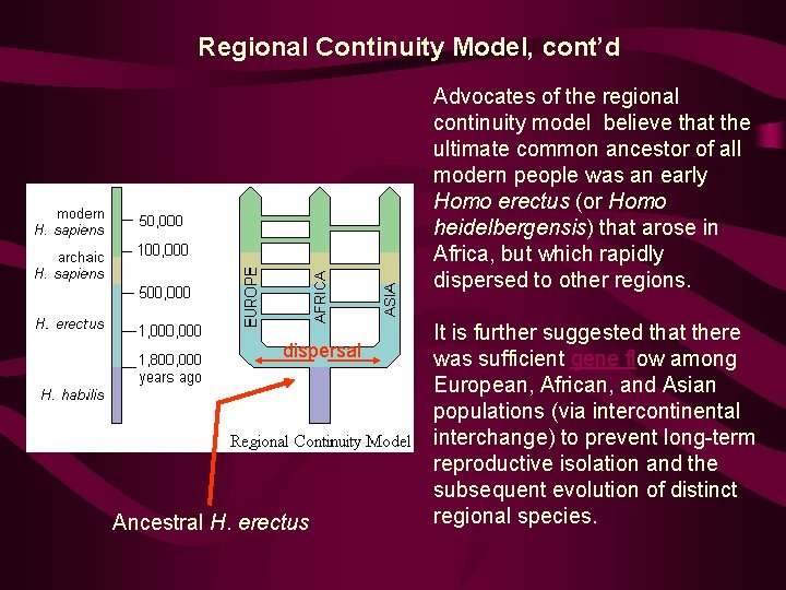 Regional Continuity Model, cont’d Advocates of the regional continuity model believe that the ultimate