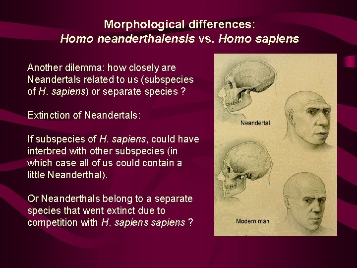 Morphological differences: Homo neanderthalensis vs. Homo sapiens Another dilemma: how closely are Neandertals related