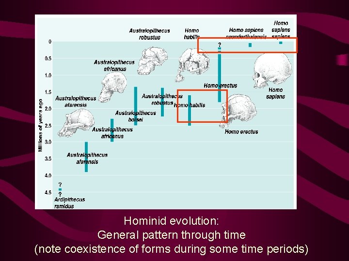 Hominid evolution: General pattern through time (note coexistence of forms during some time periods)