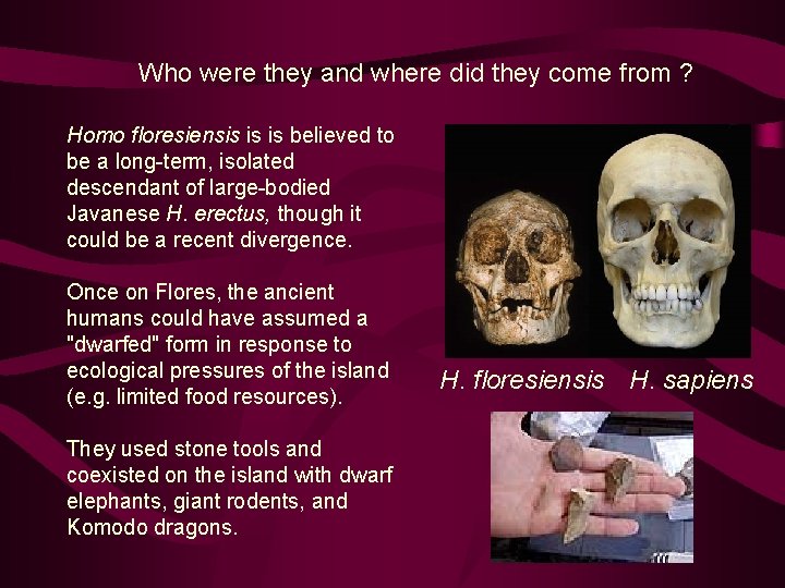 Who were they and where did they come from ? Homo floresiensis is is