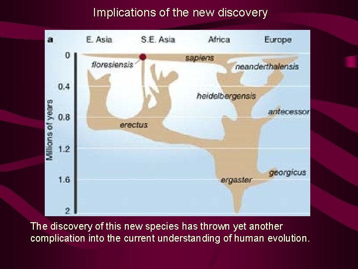 Implications of the new discovery The discovery of this new species has thrown yet