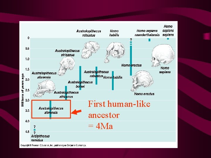 First human-like ancestor = 4 Ma 