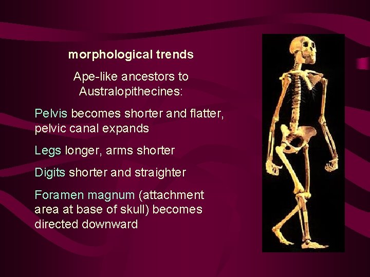 morphological trends Ape-like ancestors to Australopithecines: Pelvis becomes shorter and flatter, pelvic canal expands