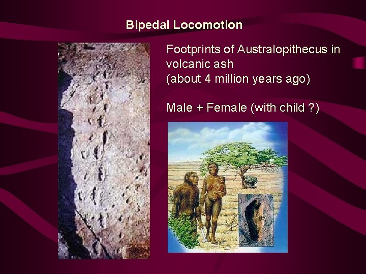 Bipedal Locomotion Footprints of Australopithecus in volcanic ash (about 4 million years ago) Male