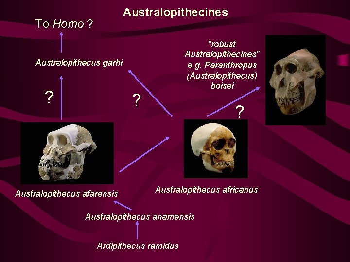 Australopithecines To Homo ? “robust Australopithecines” e. g. Paranthropus (Australopithecus) boisei Australopithecus garhi ?