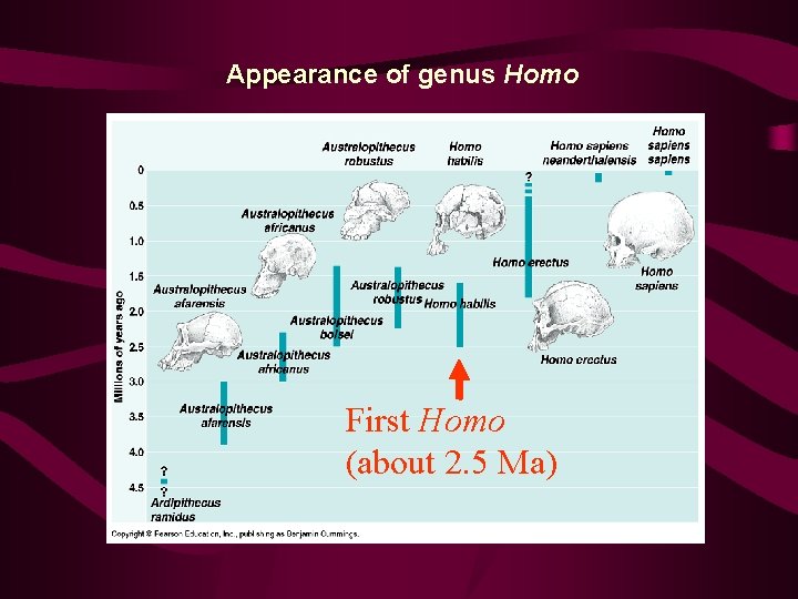 Appearance of genus Homo First Homo (about 2. 5 Ma) 