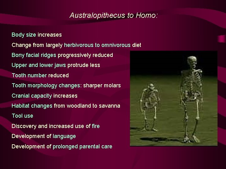 Australopithecus to Homo: Body size increases Change from largely herbivorous to omnivorous diet Bony