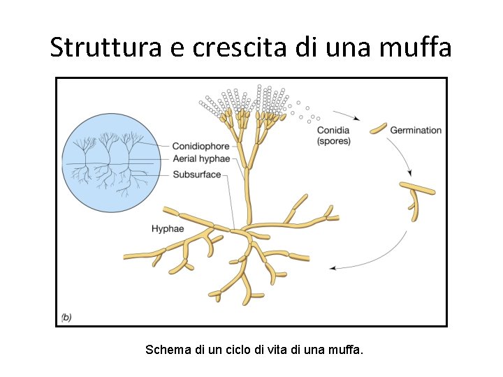 MICETI classificazione lieviti muffe I lieviti le muffe
