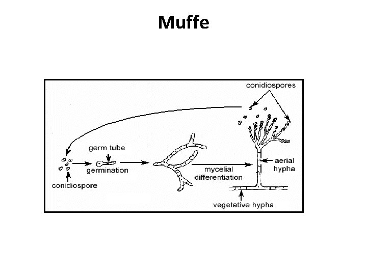 Muffe Muffe