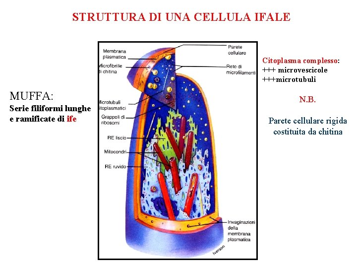 STRUTTURA DI UNA CELLULA IFALE Citoplasma complesso: +++ microvescicole +++microtubuli MUFFA: Serie filiformi lunghe STRUTTURA DI UNA CELLULA IFALE Citoplasma complesso: +++ microvescicole +++microtubuli MUFFA: Serie filiformi lunghe