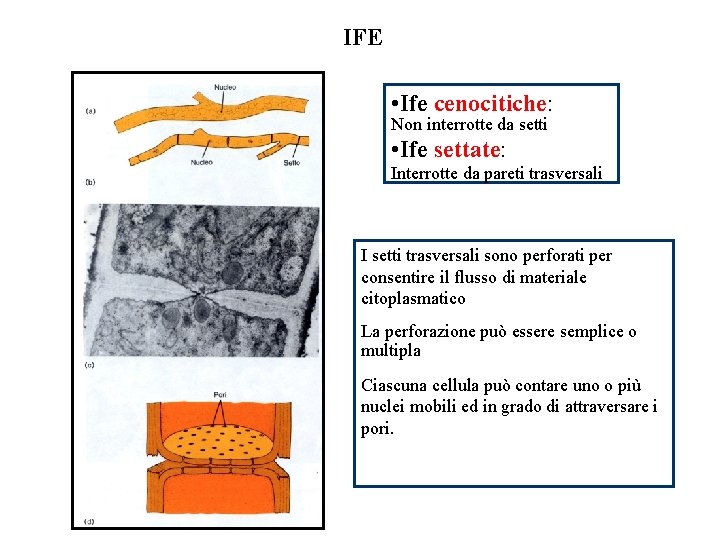 IFE • Ife cenocitiche: Non interrotte da setti • Ife settate: Interrotte da pareti IFE • Ife cenocitiche: Non interrotte da setti • Ife settate: Interrotte da pareti