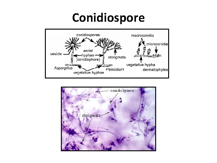 Conidiospore Conidiospore