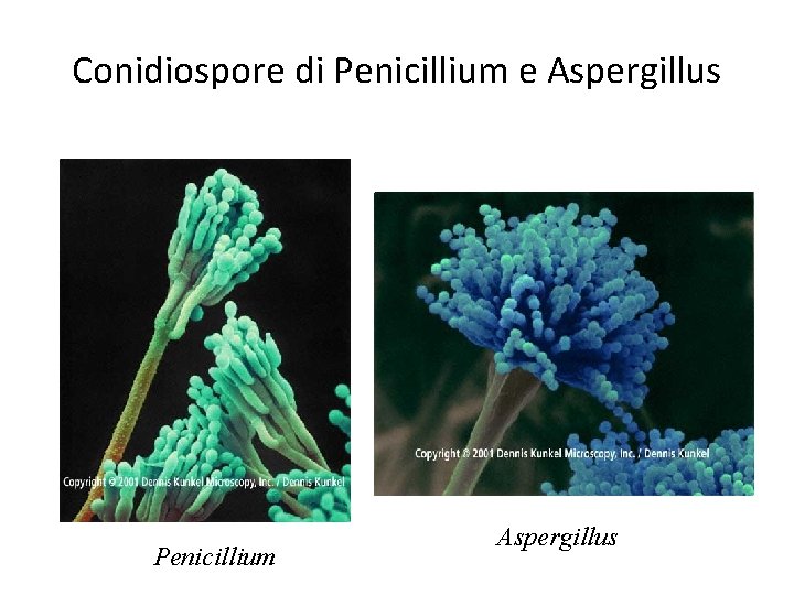 Conidiospore di Penicillium e Aspergillus Penicillium Aspergillus Conidiospore di Penicillium e Aspergillus Penicillium Aspergillus