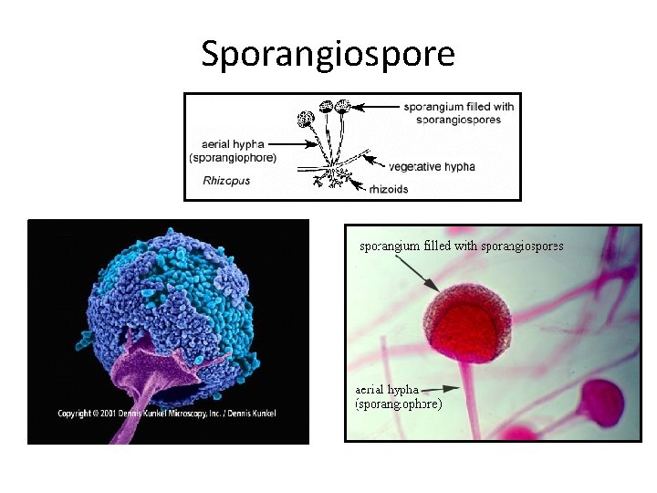Sporangiospore Sporangiospore
