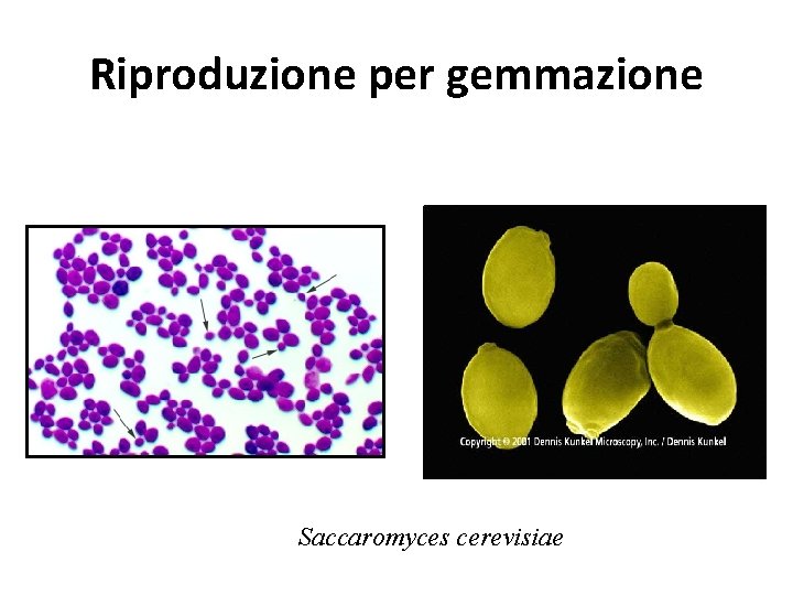 Riproduzione per gemmazione Saccaromyces cerevisiae Riproduzione per gemmazione Saccaromyces cerevisiae