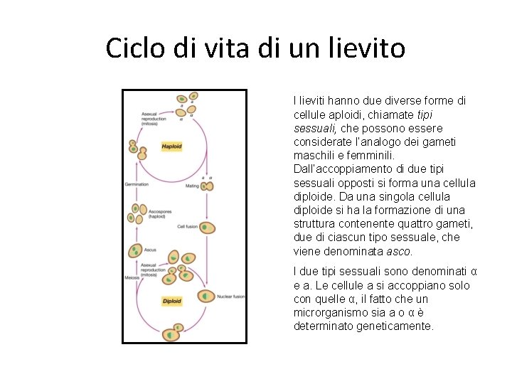 MICETI classificazione lieviti muffe I lieviti le muffe