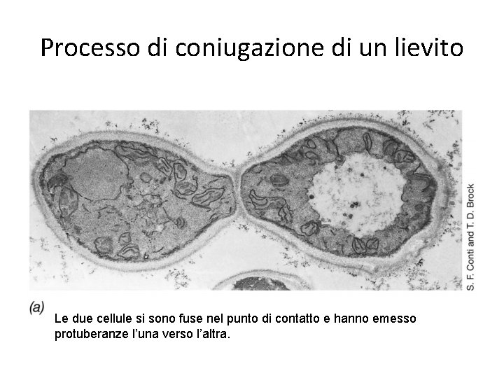 Processo di coniugazione di un lievito Le due cellule si sono fuse nel punto Processo di coniugazione di un lievito Le due cellule si sono fuse nel punto