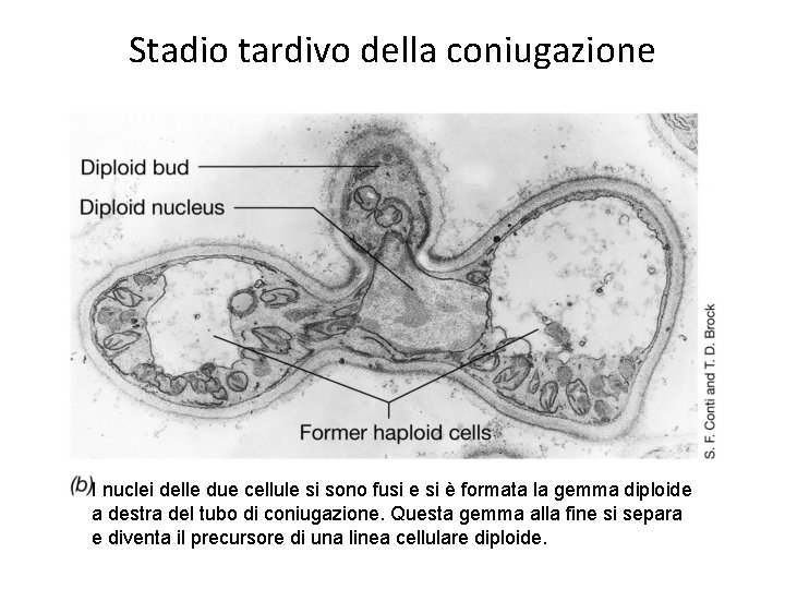 Stadio tardivo della coniugazione I nuclei delle due cellule si sono fusi e si Stadio tardivo della coniugazione I nuclei delle due cellule si sono fusi e si