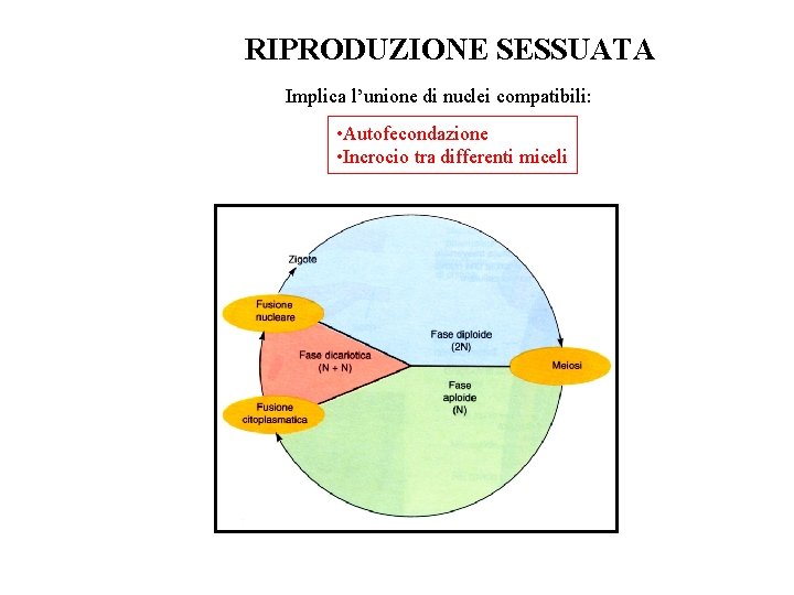 RIPRODUZIONE SESSUATA Implica l’unione di nuclei compatibili: • Autofecondazione • Incrocio tra differenti miceli RIPRODUZIONE SESSUATA Implica l’unione di nuclei compatibili: • Autofecondazione • Incrocio tra differenti miceli