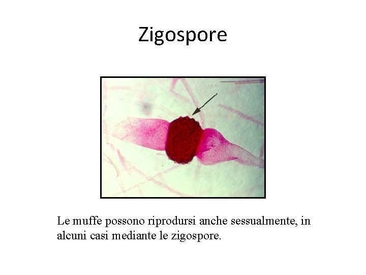 Zigospore Le muffe possono riprodursi anche sessualmente, in alcuni casi mediante le zigospore. Zigospore Le muffe possono riprodursi anche sessualmente, in alcuni casi mediante le zigospore.
