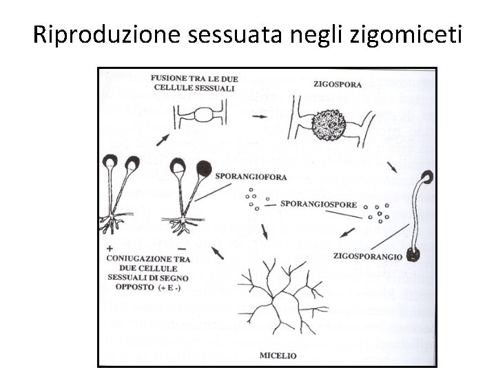Riproduzione sessuata negli zigomiceti Riproduzione sessuata negli zigomiceti
