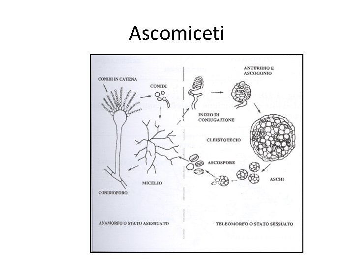 Ascomiceti Ascomiceti