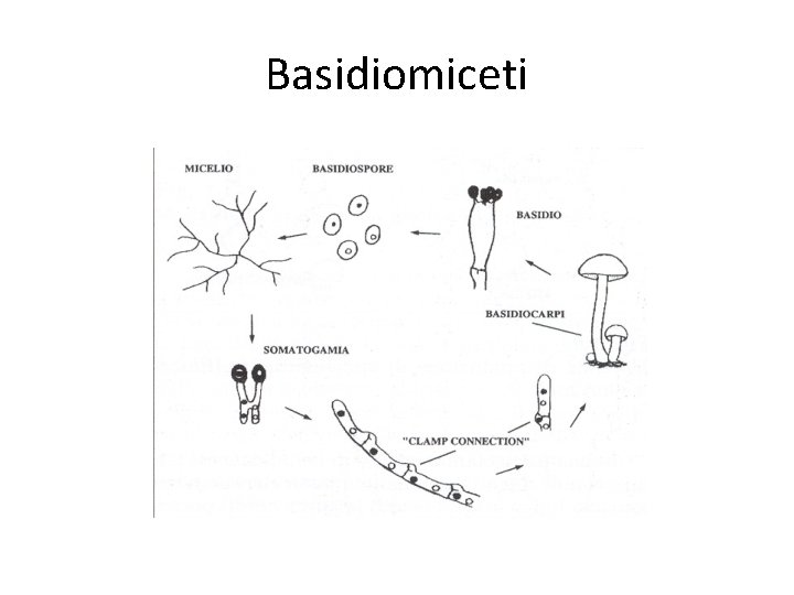 Basidiomiceti Basidiomiceti