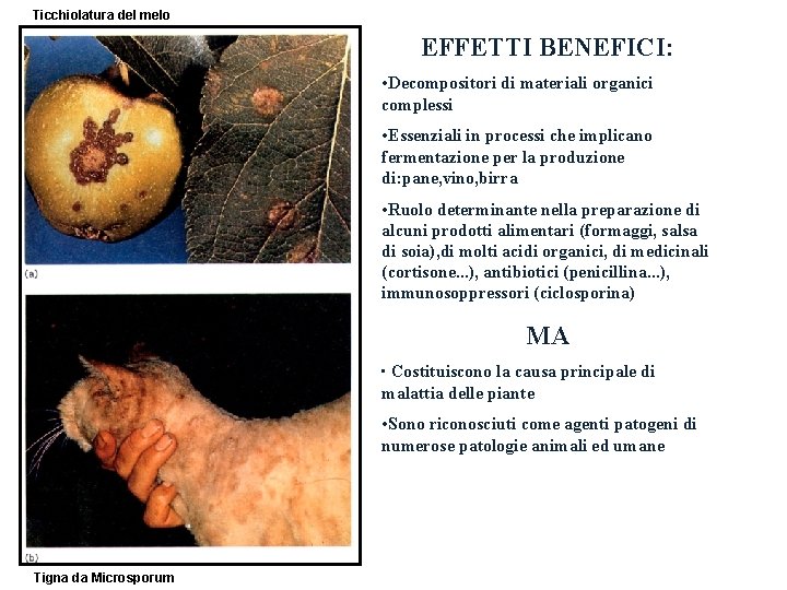 Ticchiolatura del melo EFFETTI BENEFICI: • Decompositori di materiali organici complessi • Essenziali in Ticchiolatura del melo EFFETTI BENEFICI: • Decompositori di materiali organici complessi • Essenziali in