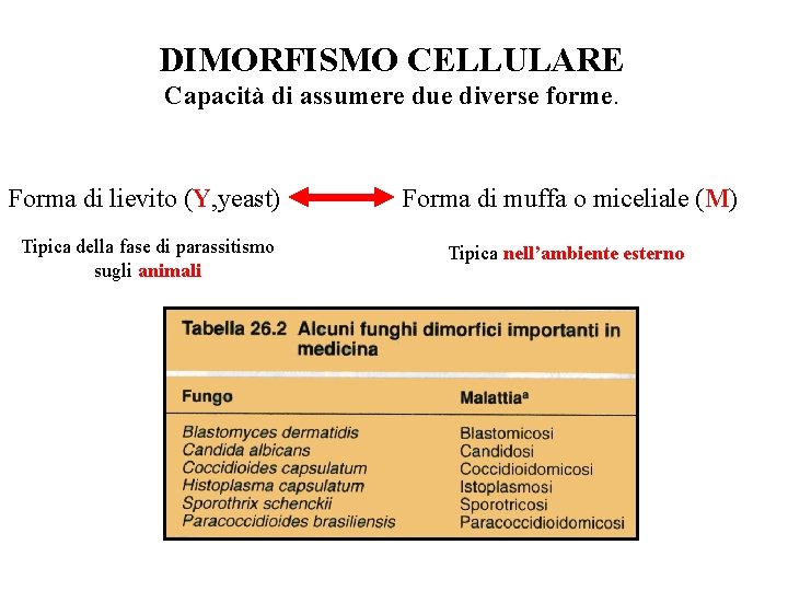 DIMORFISMO CELLULARE Capacità di assumere due diverse forme. Forma di lievito (Y, yeast) Forma DIMORFISMO CELLULARE Capacità di assumere due diverse forme. Forma di lievito (Y, yeast) Forma