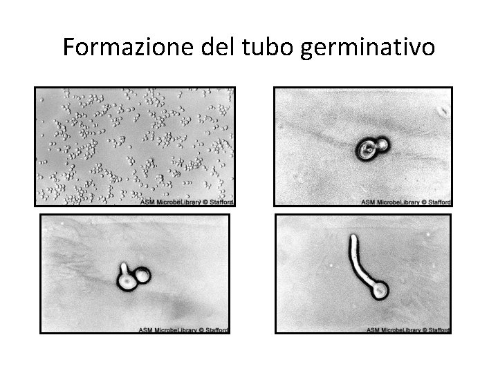 Formazione del tubo germinativo Formazione del tubo germinativo
