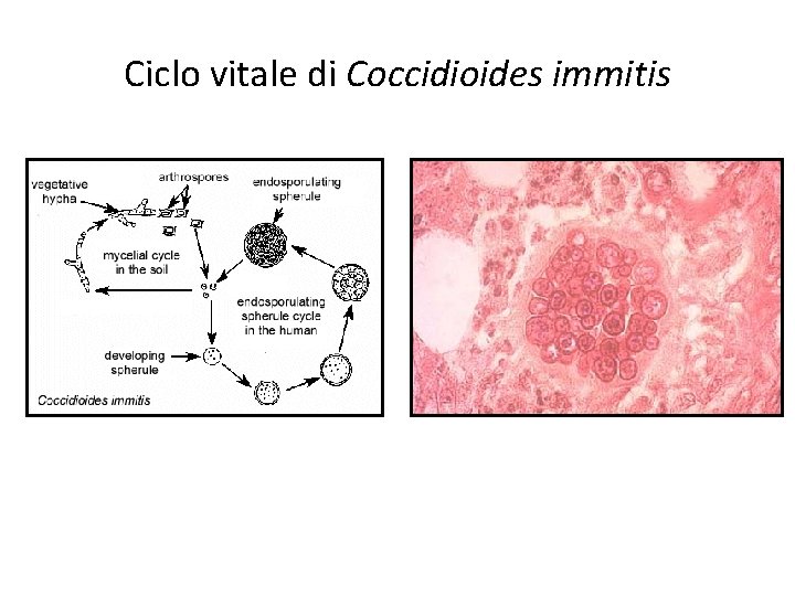 MICETI classificazione lieviti muffe I lieviti le muffe