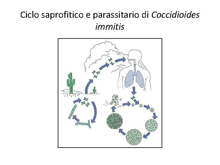 Ciclo saprofitico e parassitario di Coccidioides immitis Ciclo saprofitico e parassitario di Coccidioides immitis