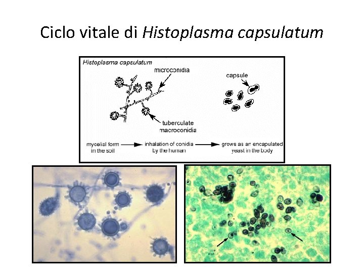 Ciclo vitale di Histoplasma capsulatum Ciclo vitale di Histoplasma capsulatum