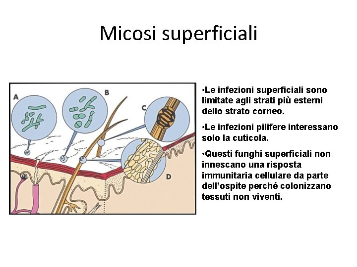 MICETI classificazione lieviti muffe I lieviti le muffe