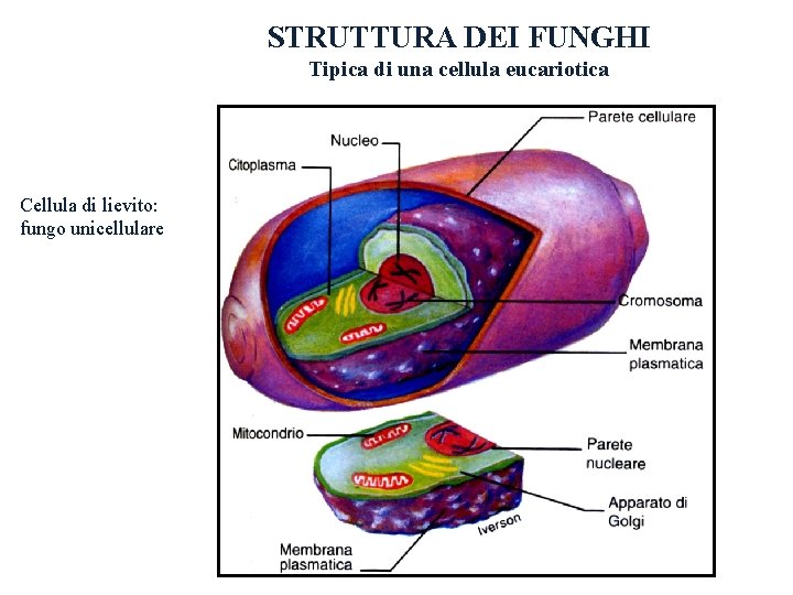 STRUTTURA DEI FUNGHI Tipica di una cellula eucariotica Cellula di lievito: fungo unicellulare STRUTTURA DEI FUNGHI Tipica di una cellula eucariotica Cellula di lievito: fungo unicellulare