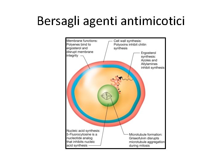 Bersagli agenti antimicotici Bersagli agenti antimicotici