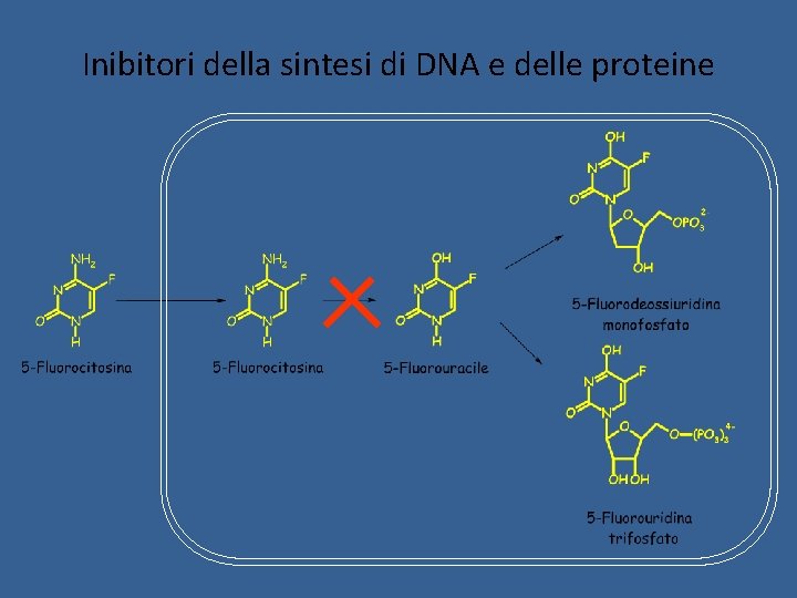 Inibitori della sintesi di DNA e delle proteine Inibitori della sintesi di DNA e delle proteine
