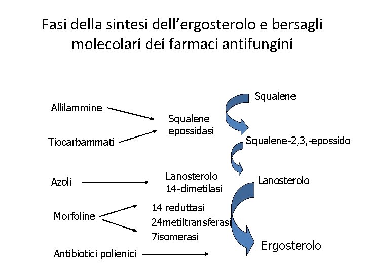 Fasi della sintesi dell’ergosterolo e bersagli molecolari dei farmaci antifungini Allilammine Tiocarbammati Azoli Morfoline Fasi della sintesi dell’ergosterolo e bersagli molecolari dei farmaci antifungini Allilammine Tiocarbammati Azoli Morfoline